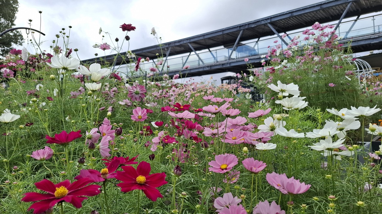 太陽を見るコスモス