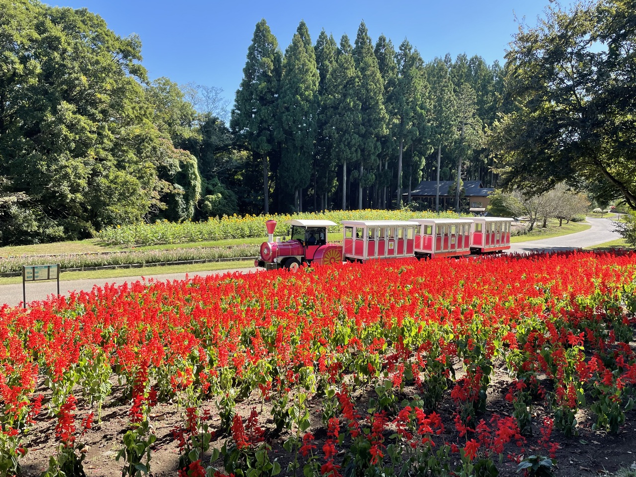 チューチュートレイン