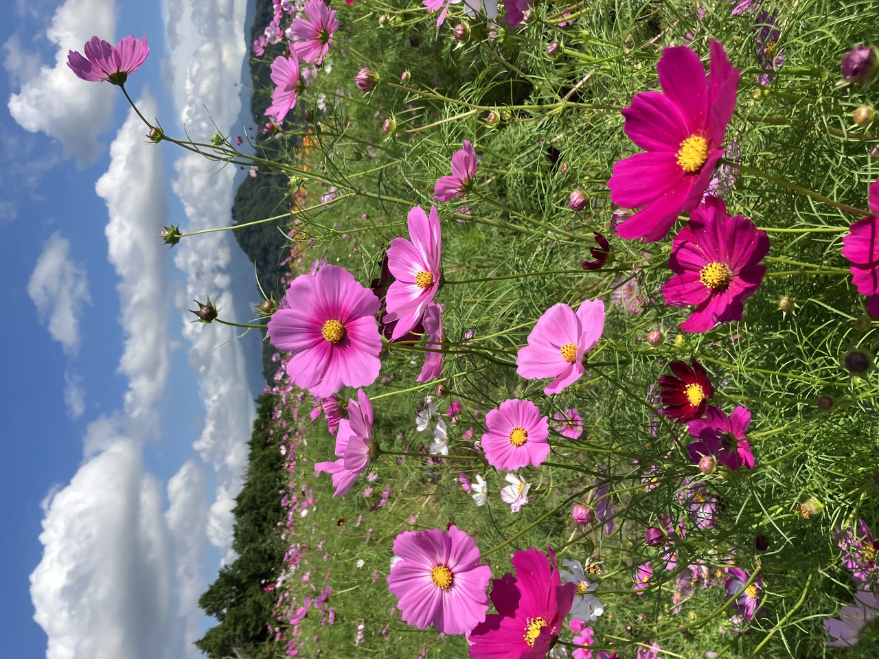 秋風に咲き渡る