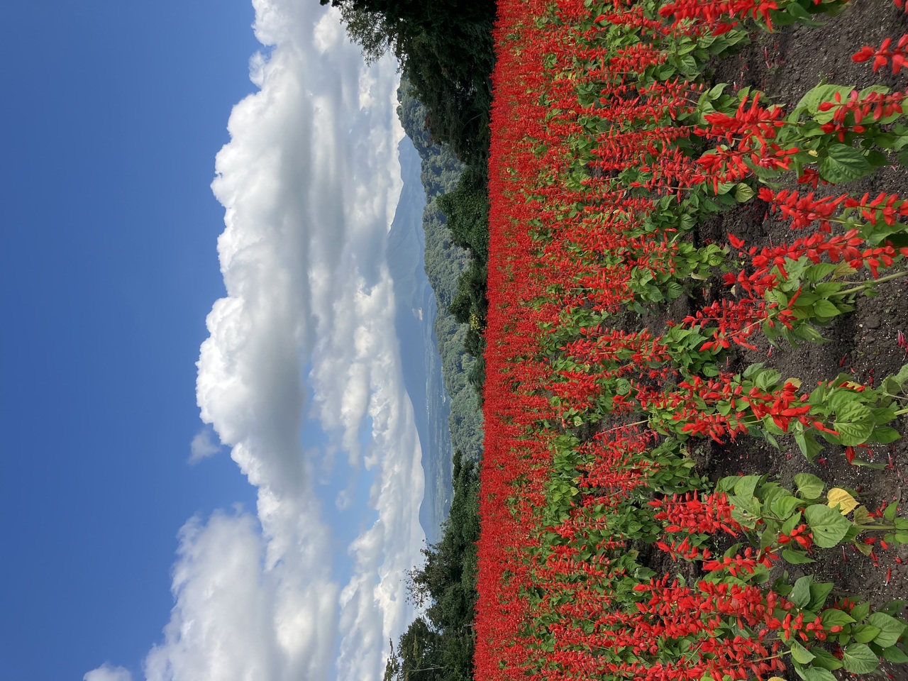 青、白、緑、そして赤。