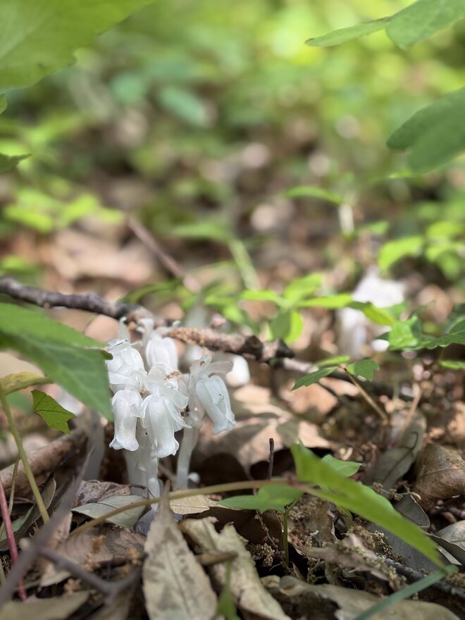 憧れの植物『ギンリョウソウ』を探して