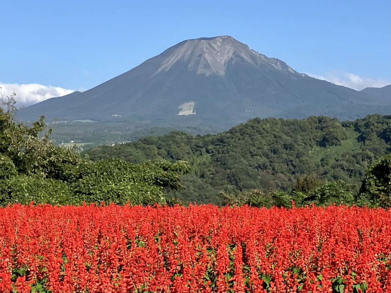 サルビアと大山