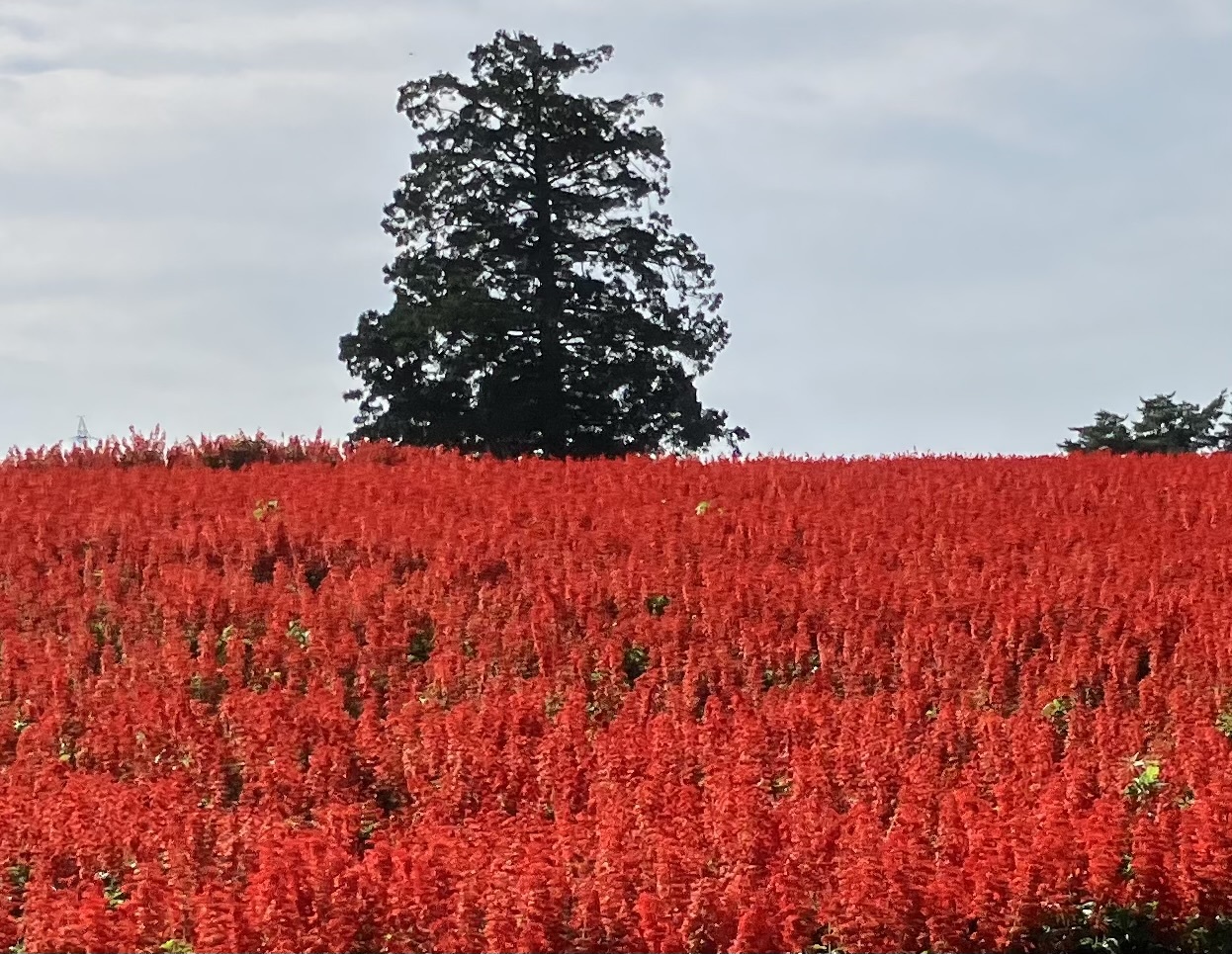 赤いサルビアと一本の木