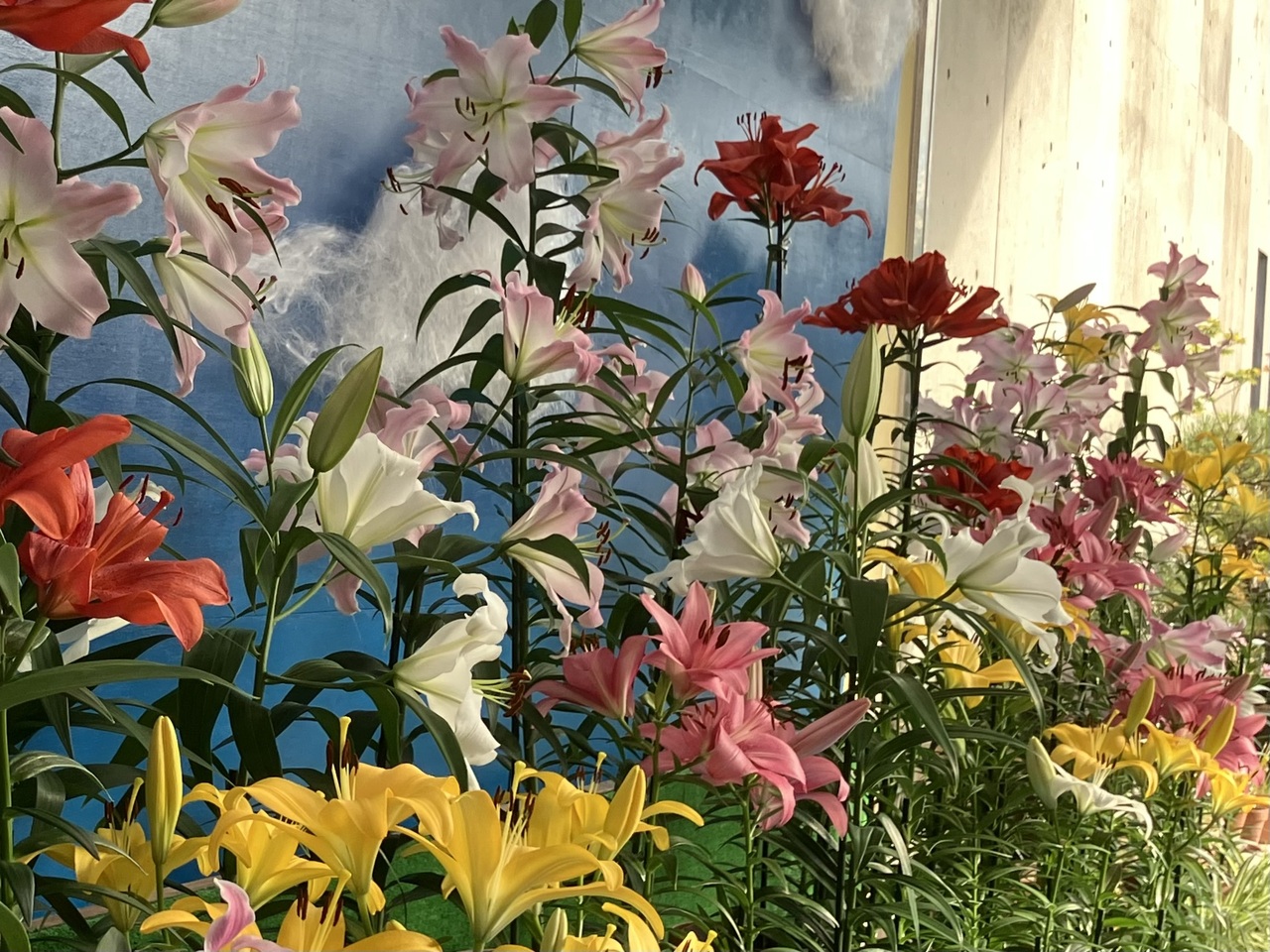 いっぱいのユリ