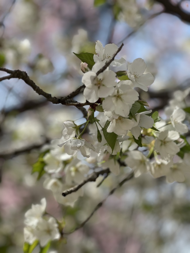 オオシマサクラ