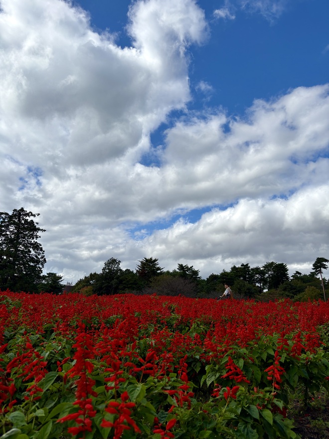 秋晴れとともに