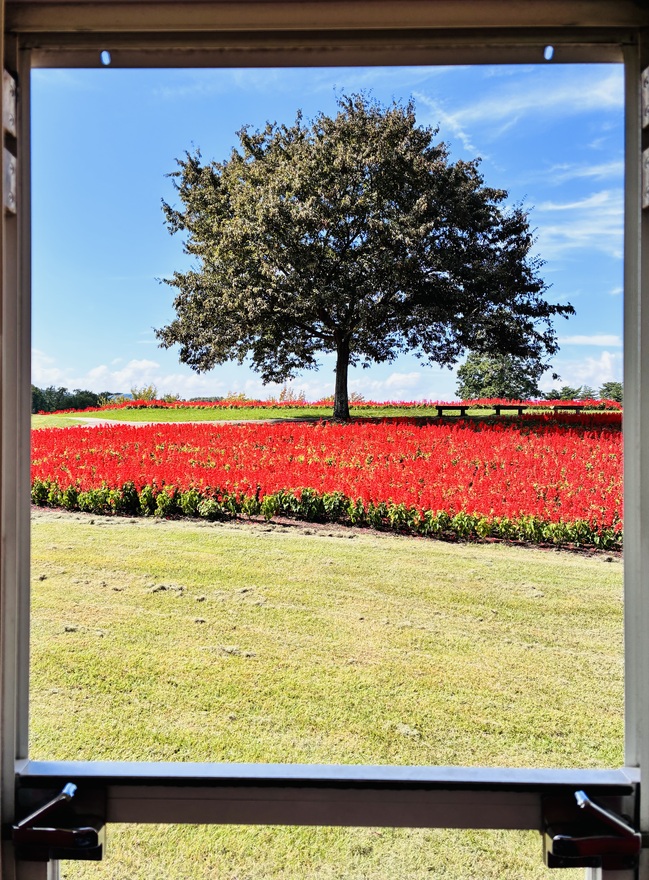 トレインからの花たち