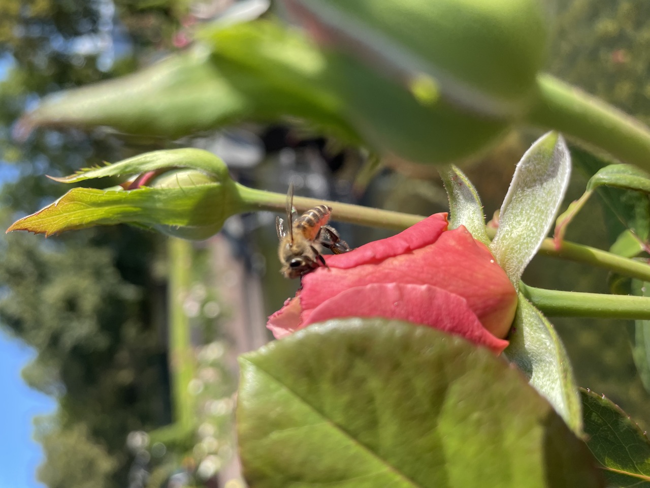 赤いバラにキス