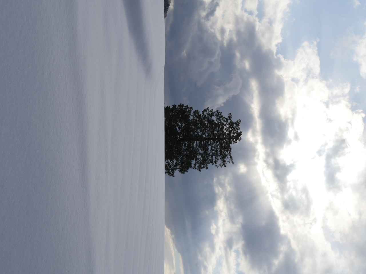 雪の日の花の丘