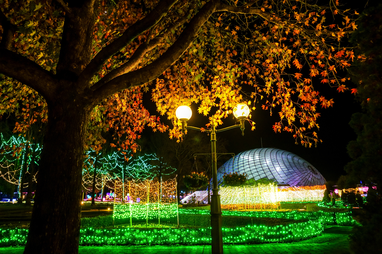 暮夜を照らすイルミネーション