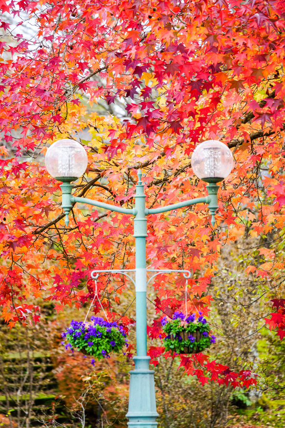 紅葉　光のごとく