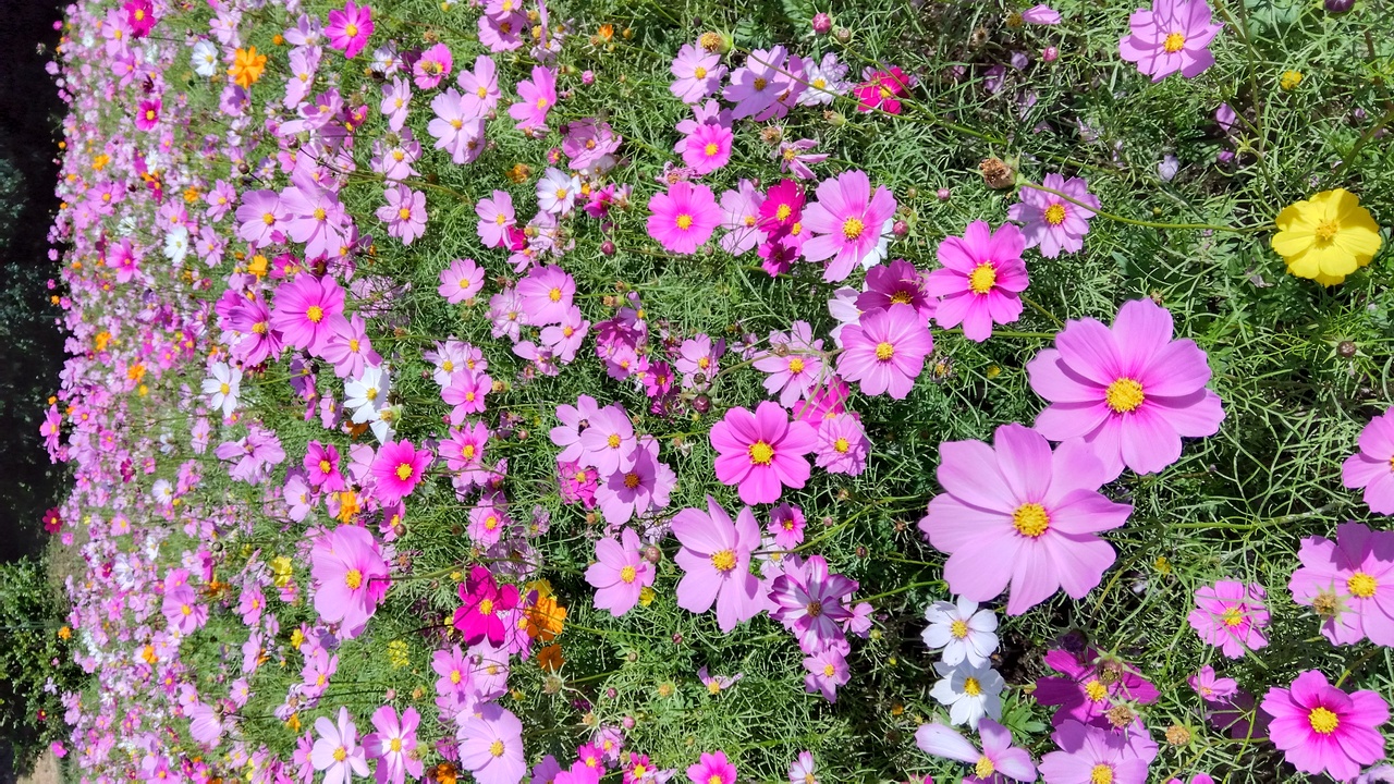 仲良しコスモス