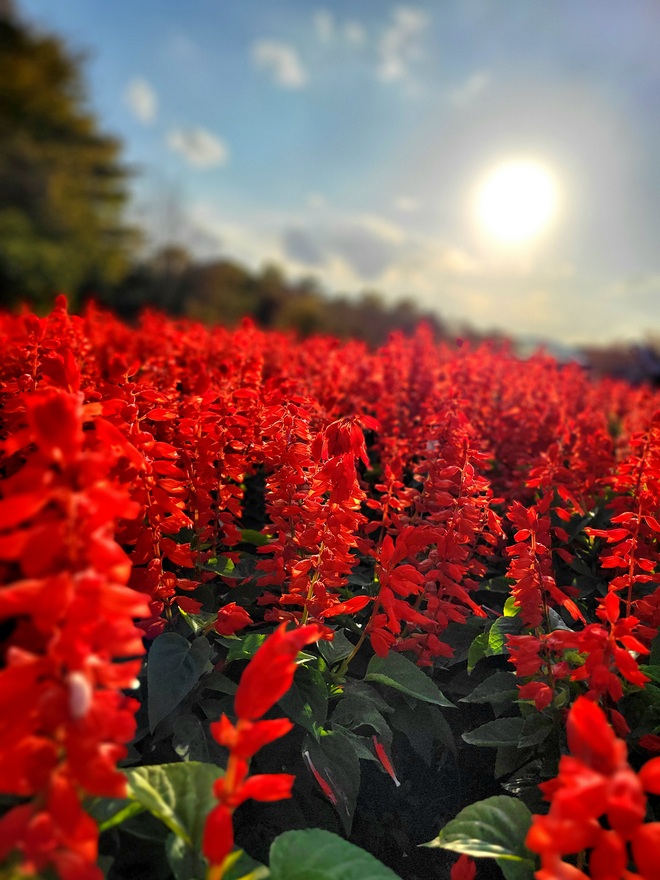 サルビアと夕日