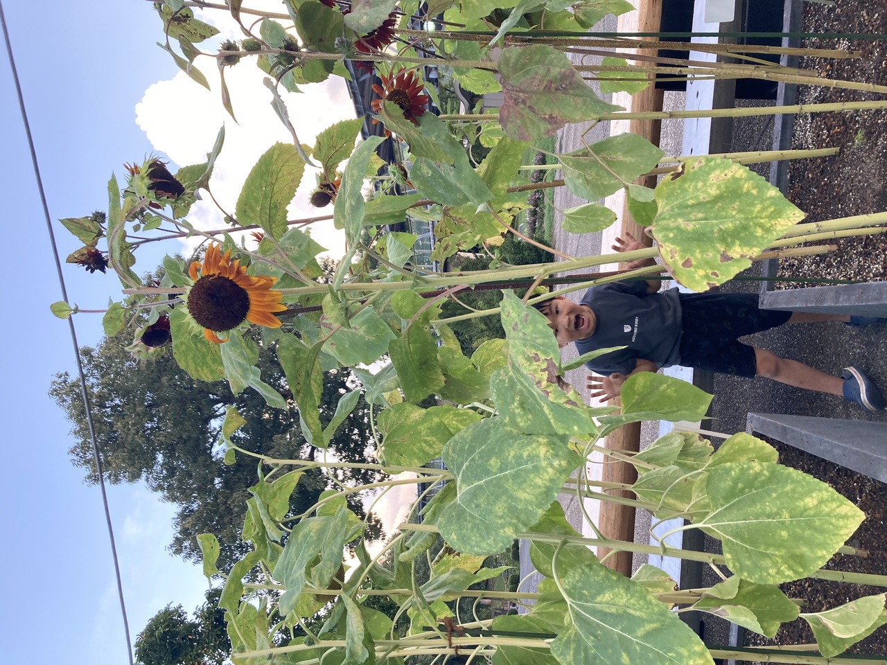 ひまわりの中からこんにちは