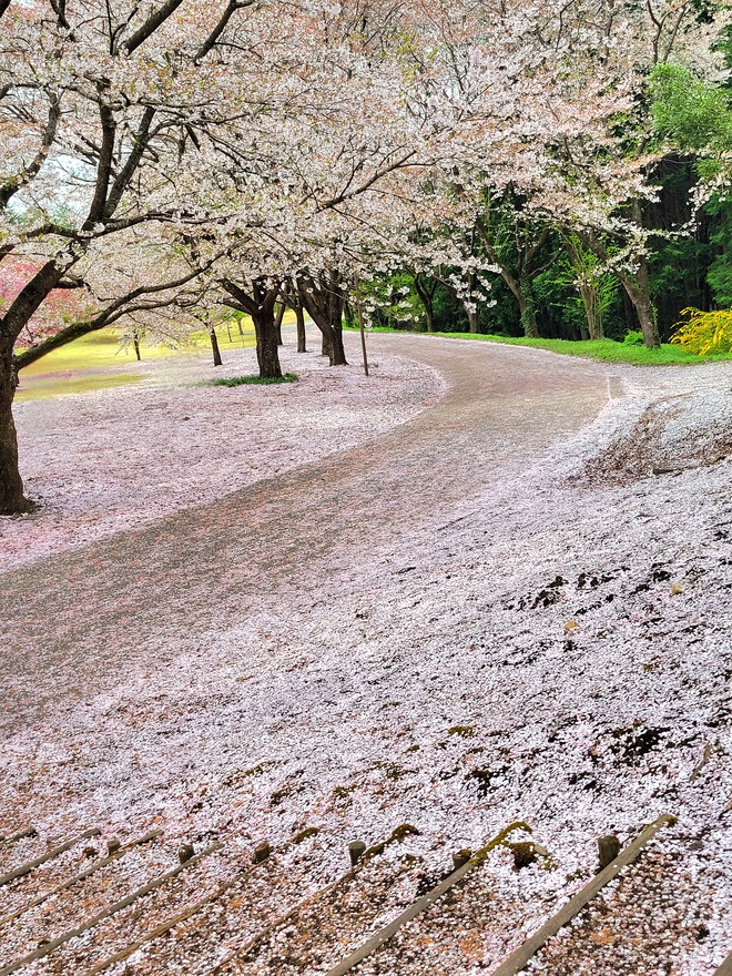 ピンク色の世界