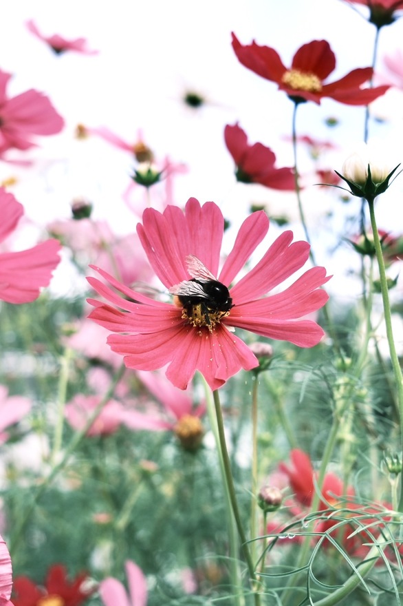 コスモスとハチ