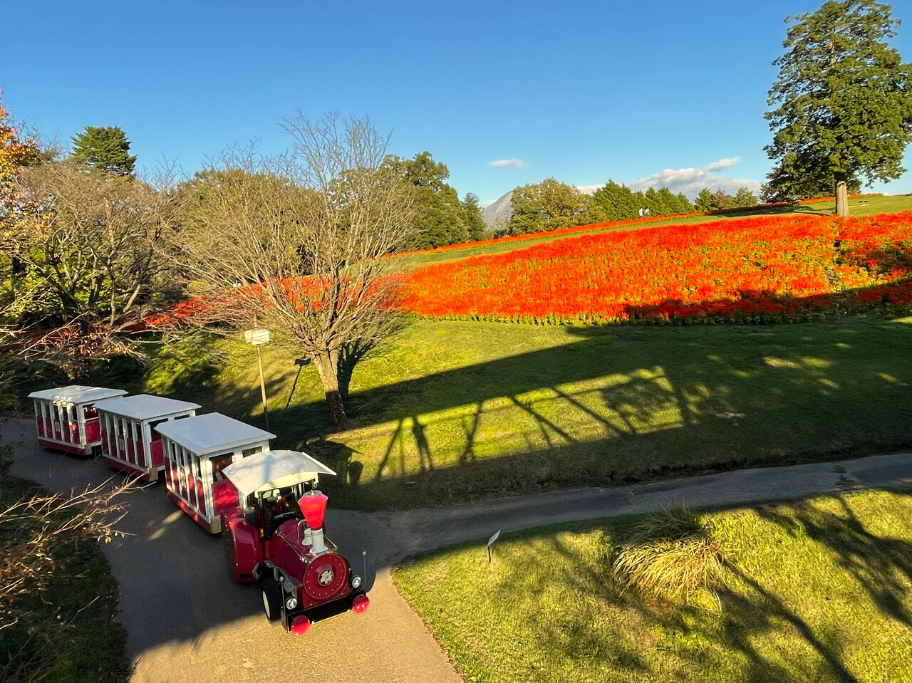 フラワートレインに架かるシルエット