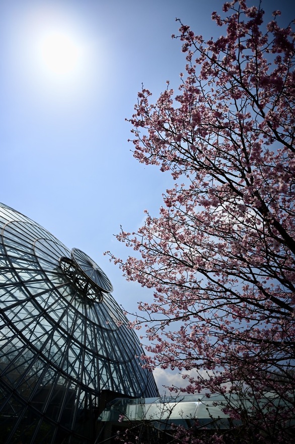 ドームとサクラ