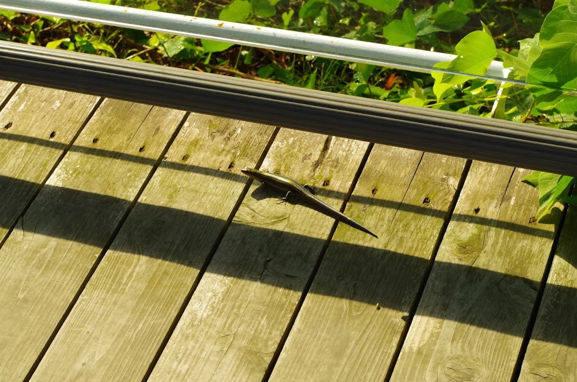 小さなお客さん