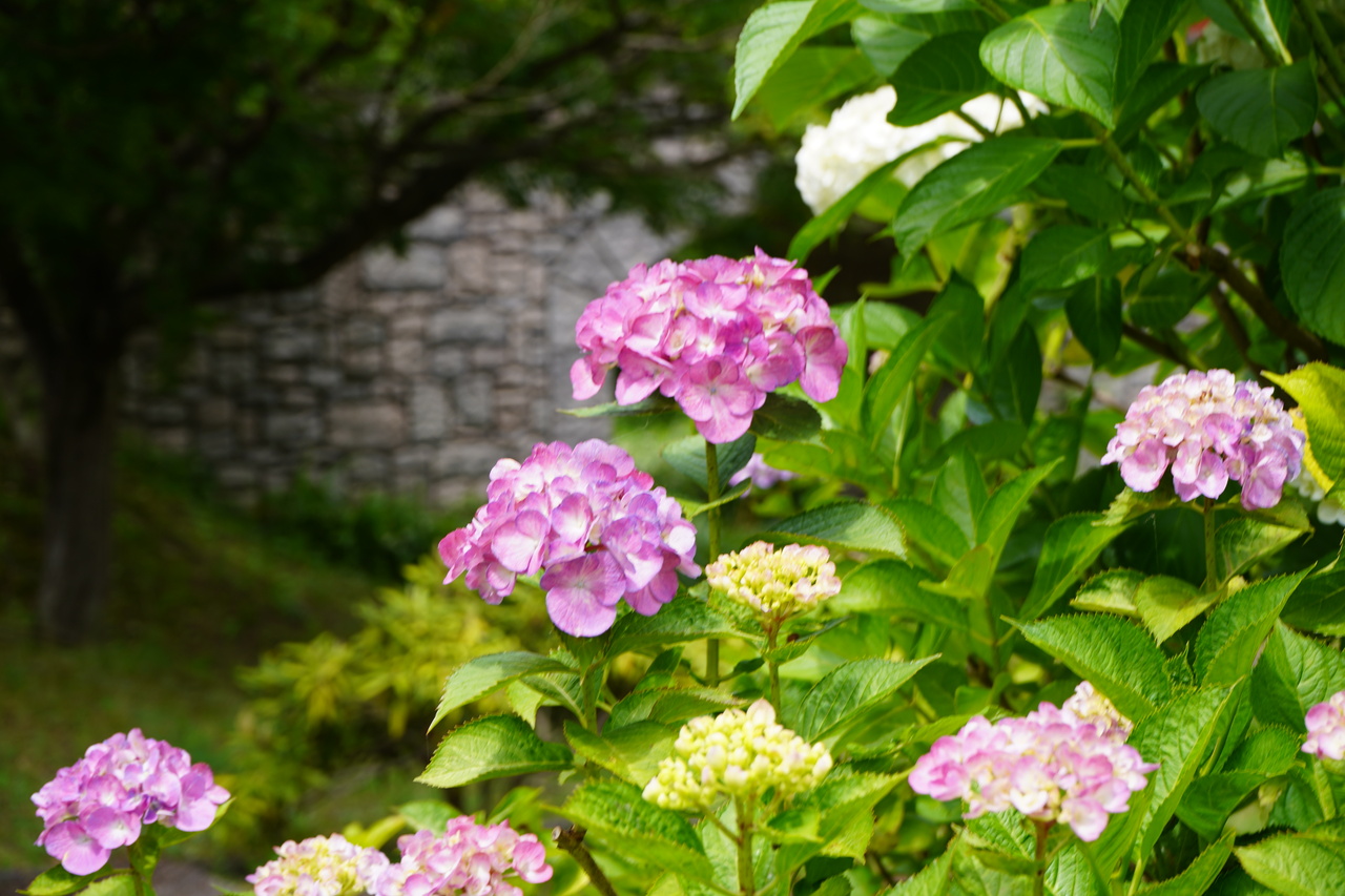 おじいちゃんの大好きなお花