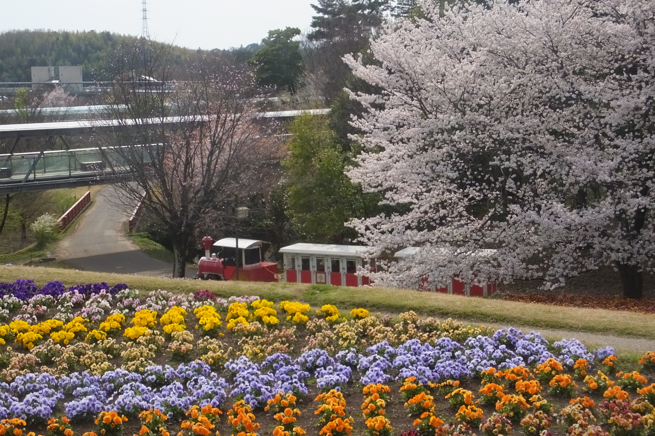 花畑のしたを走るフラワートレイン