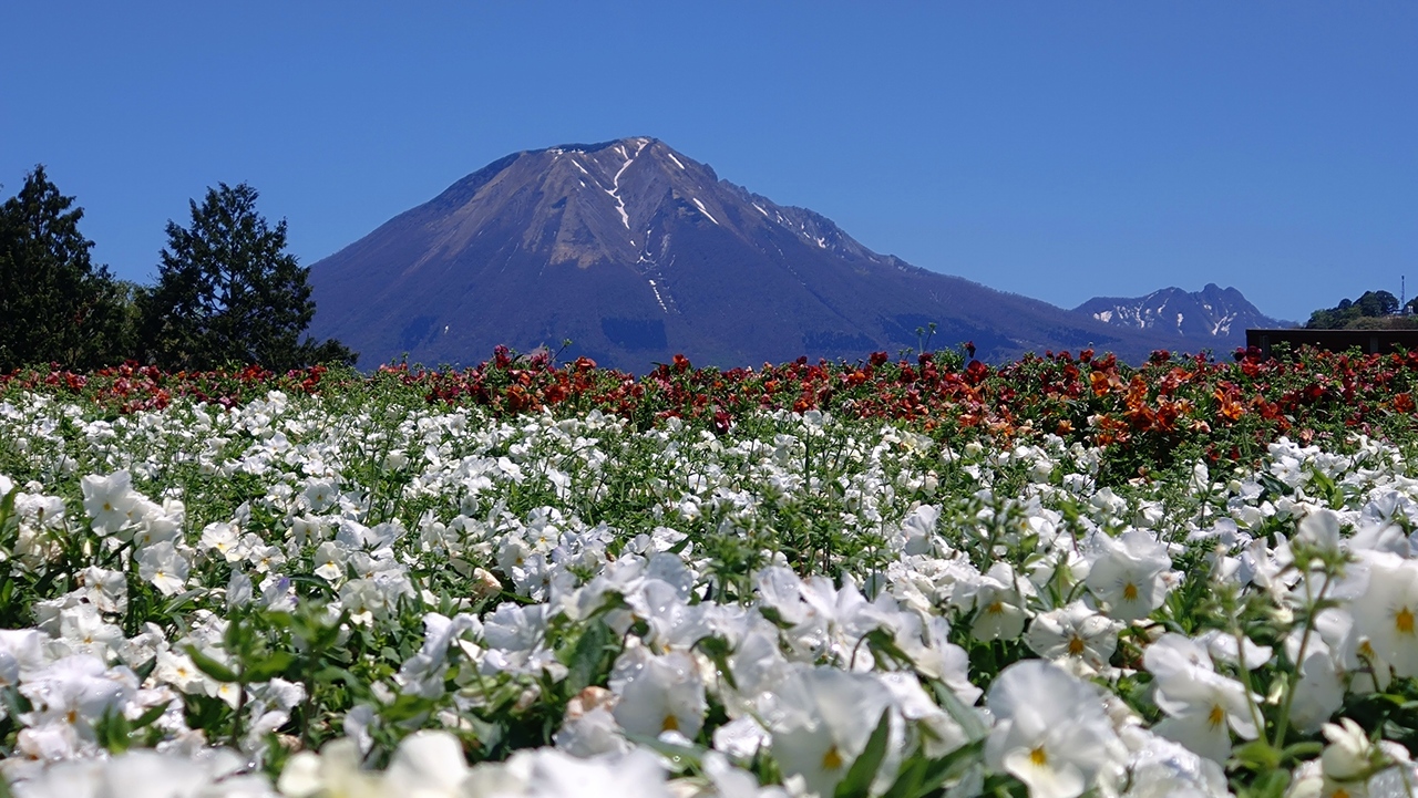 パンジーと大山
