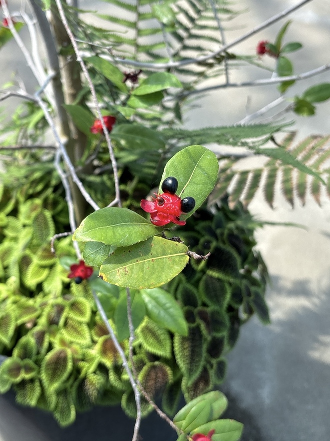 ここにいるよ！I’m ミッキー！