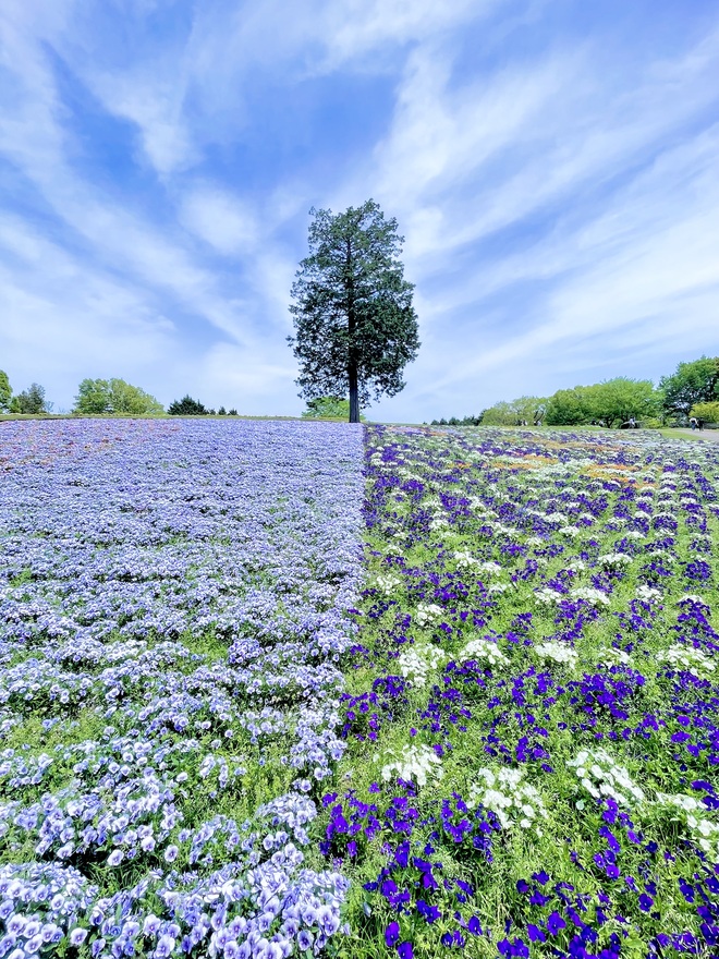 パンジーの絨毯
