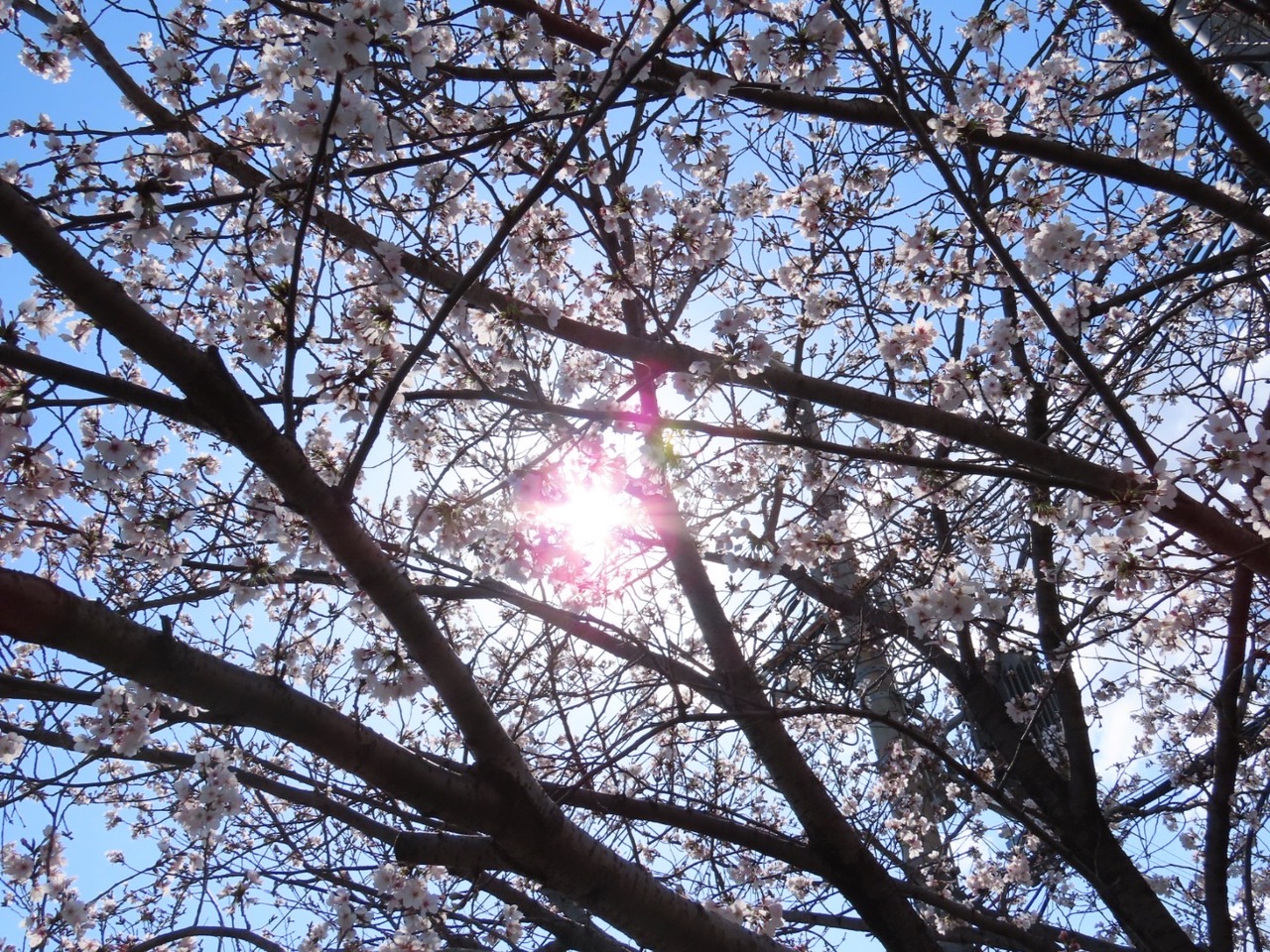 桜の光