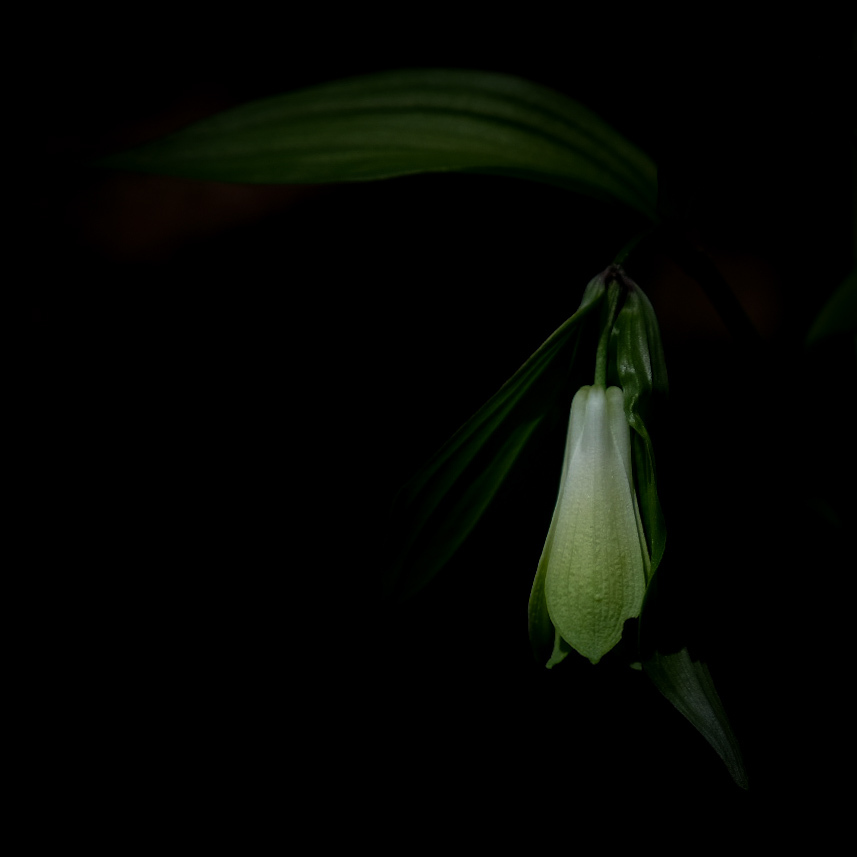 ホウチャクソウ