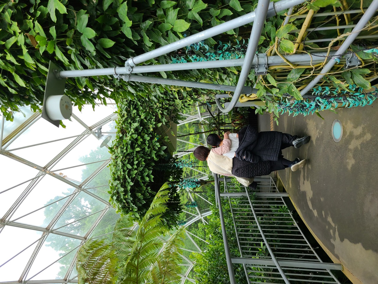 ヒスイカズラを一緒に見た思い出を忘れないでね