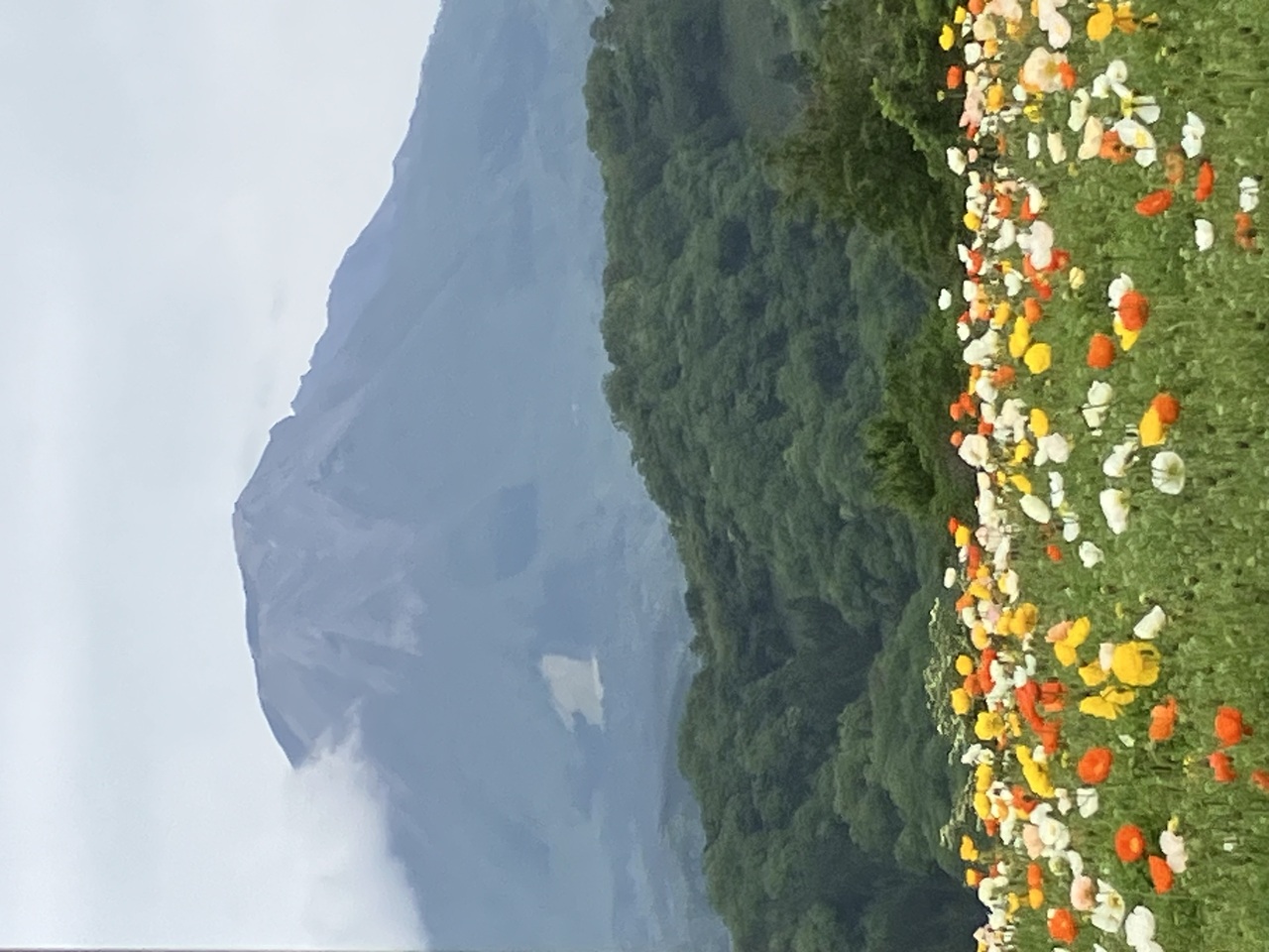 大山とカラフル花畑