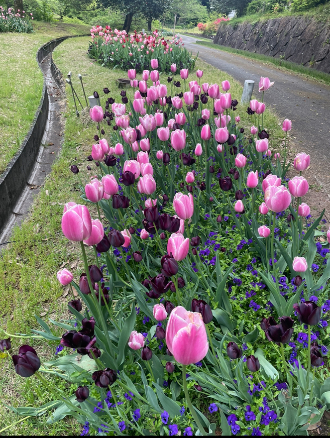 チューリップの小道