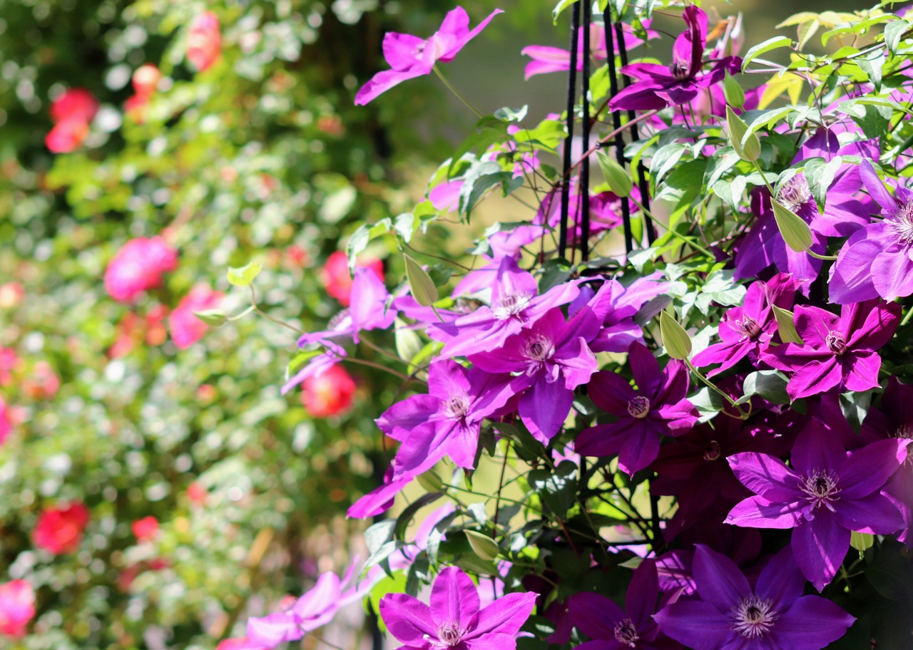 「陽だまりの彩（いろ）」